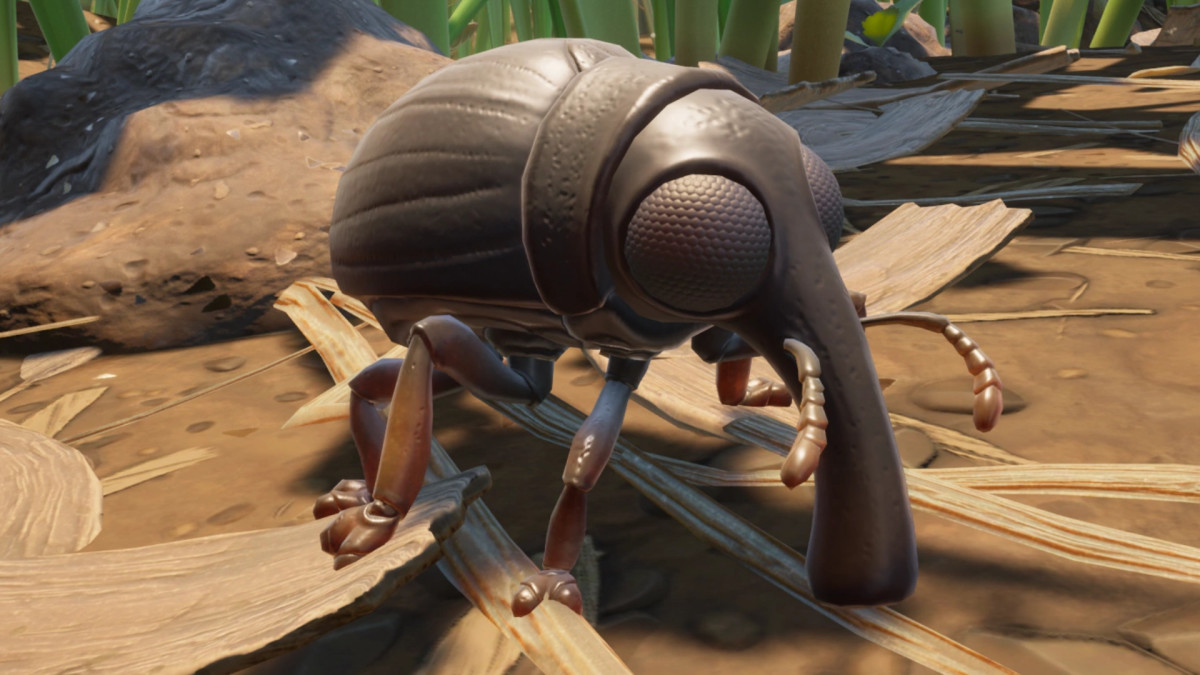 Grounded Weevil How to make it your pet? Millenium