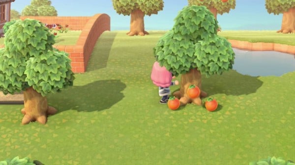 Animal Crossing: New Horizons  List of fruits and how to get them -  Millenium