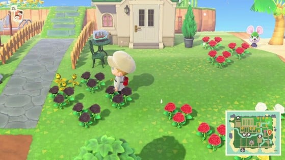 Animal Crossing: New Horizons: Gold Roses, how to get them? - Millenium